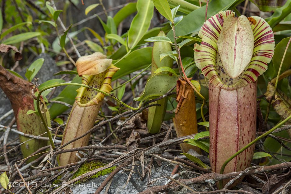 Nepenthes northiana - Sarawak / Borneo - Lars Fehlandt • Wildlife ...